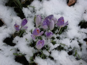 Crocus' in the Snow