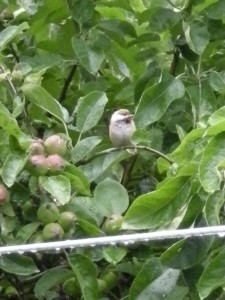 An albino chickadee in my apple tree