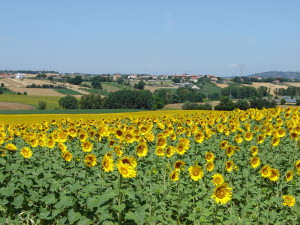 Italian Sunflower Field
