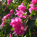 Beautiful Pink Bougainvillas