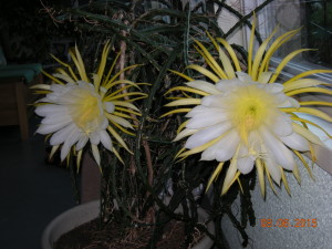 Cactus bloomin
