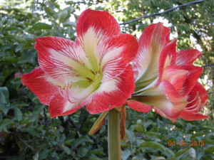 Amaryllis in Bloom